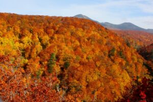 紅葉する山々