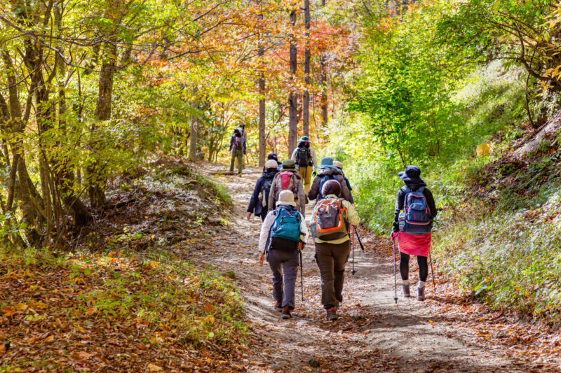 鮮やかな紅葉の登山道を通って登山する様子