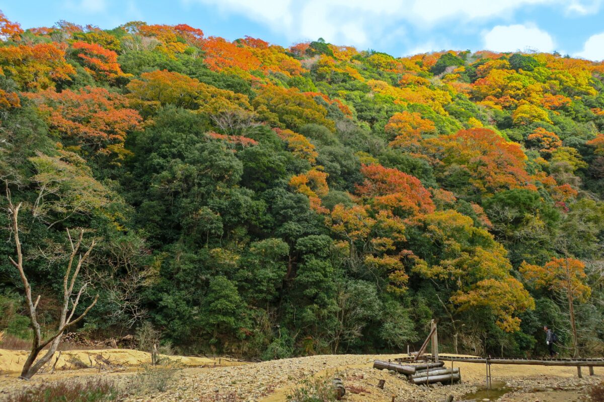 六甲山の紅葉